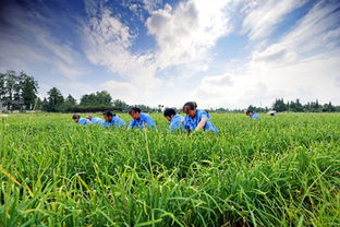 最接地氣的智慧農(nóng)業(yè)應用