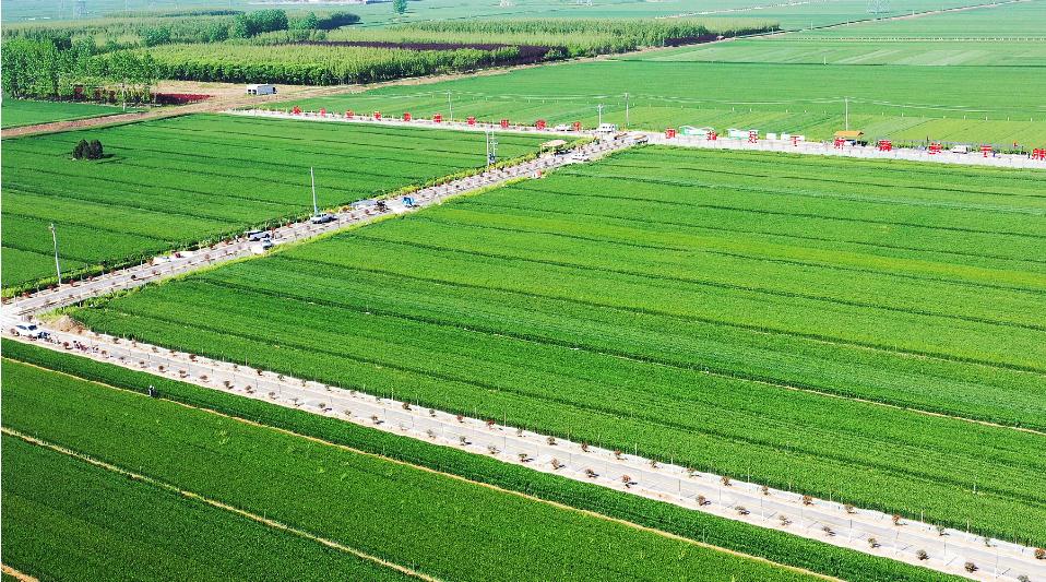 河南葉縣:高標準農(nóng)田+旅游 融出鄉(xiāng)村之美