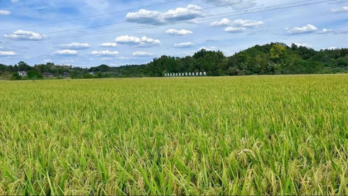 國家農(nóng)業(yè)產(chǎn)業(yè)強(qiáng)鎮(zhèn)項目 資陽 3