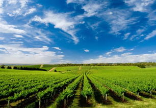 農(nóng)業(yè)該如何做大轉(zhuǎn)強(qiáng),成為強(qiáng)勢產(chǎn)業(yè)