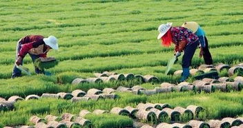 農業發展新模式 農業生產托管成為現代農業新引擎