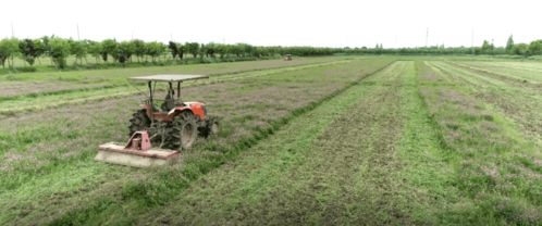 農業棒 產業強 百姓富 青浦現代農業園區為農業高質量發展賦能