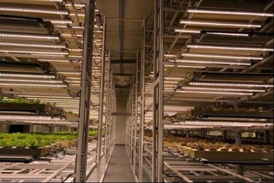 葉菜俠科技 | 亞洲首個全自動植物工廠投入運行