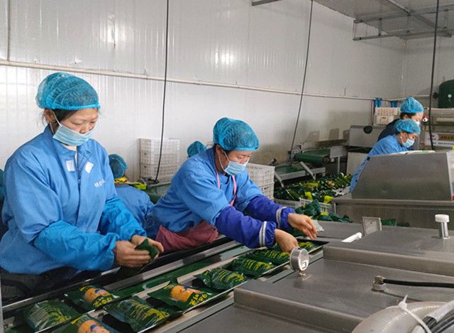 寶清縣農民足不出戶家門口打工掙錢腰包鼓