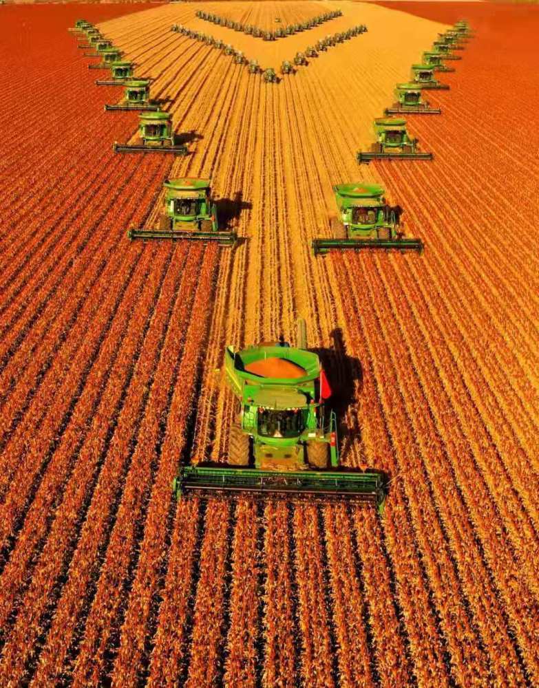 嫩江農(nóng)場高粱豐收:震撼--北大荒農(nóng)業(yè)展現(xiàn)壯美秋收畫卷