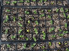 濰坊報價合理的育苗基質(zhì)&middot;廠家直銷|育苗基質(zhì)生產(chǎn)廠家圖片|濰坊報價合理的育苗基質(zhì)&middot;廠家直銷|育苗基質(zhì)生產(chǎn)廠家產(chǎn)品圖片由青州市廣裕農(nóng)業(yè)公司生產(chǎn)提供-