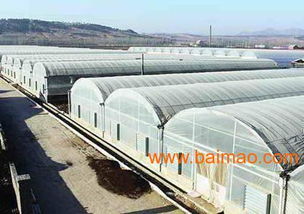 溫室大棚建造 溫室大棚圖片 智能溫室大棚 壽光英平溫室,溫室大棚建造 溫室大棚圖片 智能溫室大棚 壽光英平溫室生產(chǎn)廠家,溫室大棚建造 溫室大棚圖片 智能溫室大棚