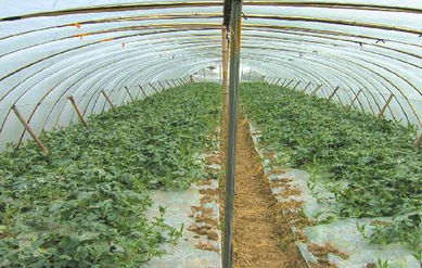 批發(fā)大棚膜 批發(fā)大棚膜價(jià)格 批發(fā)大棚膜廠家