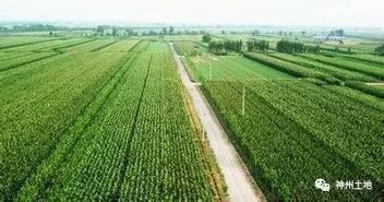 沒錯,這就是農(nóng)業(yè)的未來