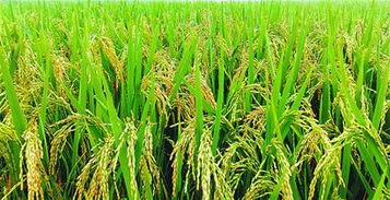 五彩果蔬之鄉(xiāng) 休閑生態(tài)濟(jì)陽