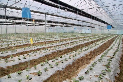 產品有特色,農業有亮色 梅州梅江區農產品入選 全國名特優新農產品