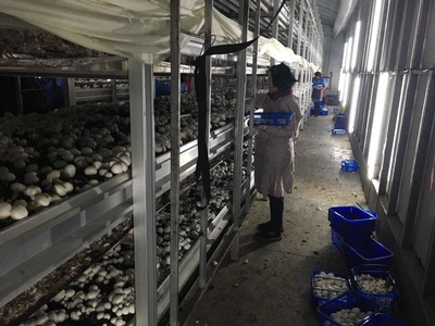 &ldquo;金山味道&rdquo;飄香四方,上海首家國家現代農業產業園在金山創建成功