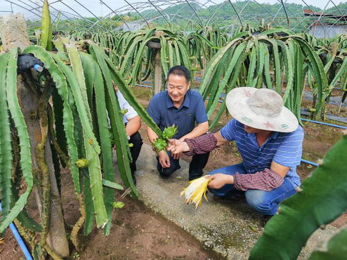 銅梁 扎實推進農(nóng)產(chǎn)品品牌建設(shè) 打造現(xiàn)代農(nóng)業(yè)核心競爭力