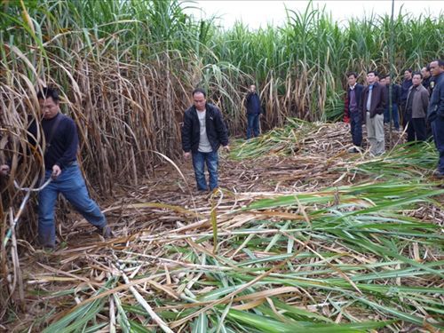 【供應(yīng)科豐牌小型收割機(圖)】價格,廠家,圖片,其他農(nóng)業(yè)機械,桂林高新區(qū)科豐機械有限責(zé)任公司-