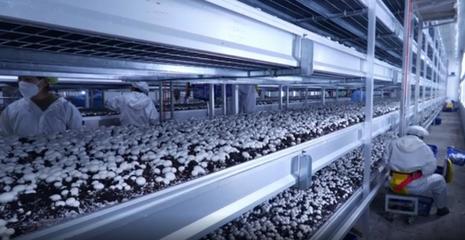 湖北眾興菌業科技:春風送崗促就業 精準服務暖民心