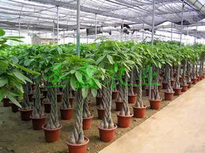 鋼架雙梁連棟溫室大棚 現代農業的高效解決方案