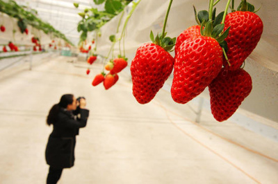 三大體系農(nóng)產(chǎn)品讓北京農(nóng)業(yè)重放光芒