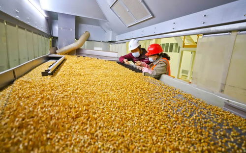 攥緊中國種子 創(chuàng)新驅(qū)動下的農(nóng)業(yè)品種革命