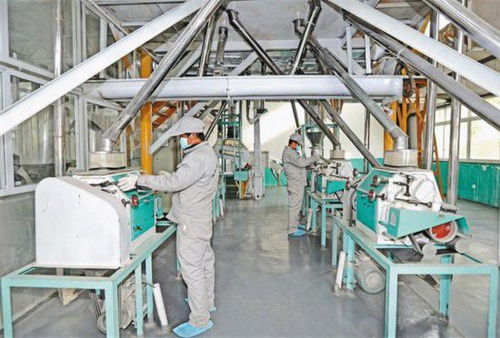 蕎麥加工前景廣闊，現代農業新引擎