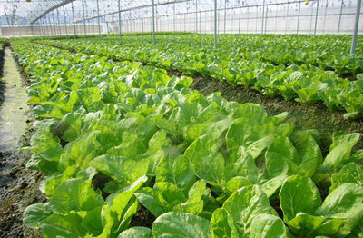 榆林明杰農業 深耕黃土高原，打造特色農業開發與產品新標桿